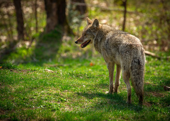 Common North American Coyote From Back