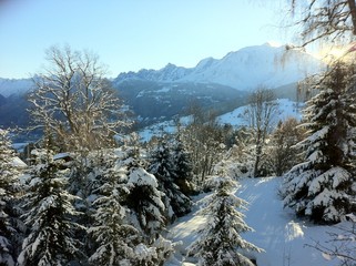 Winter's landscape, fir trees with snow and mountains range in the background