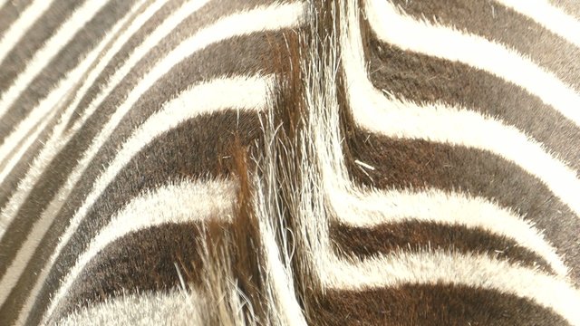 Close up of the fur of a standing zebra