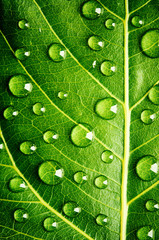 Green leaf with drops of water