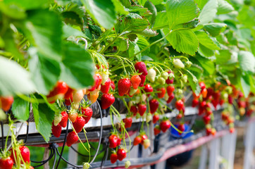 Strawberries being grown - Powered by Adobe