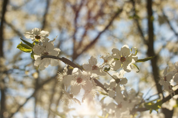 cherry blossoms