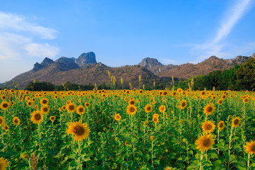 Beautiful landscape with sunflower field