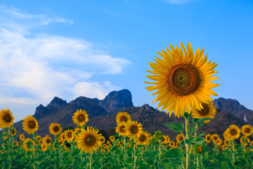 Beautiful landscape with sunflower field