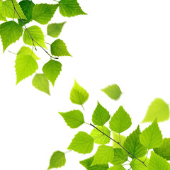Naklejka na ściany i meble Spring branch with fresh green leaves on white background.