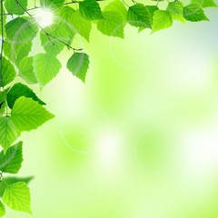 Fototapeta na wymiar Spring frame with fresh green leaves on natural background.