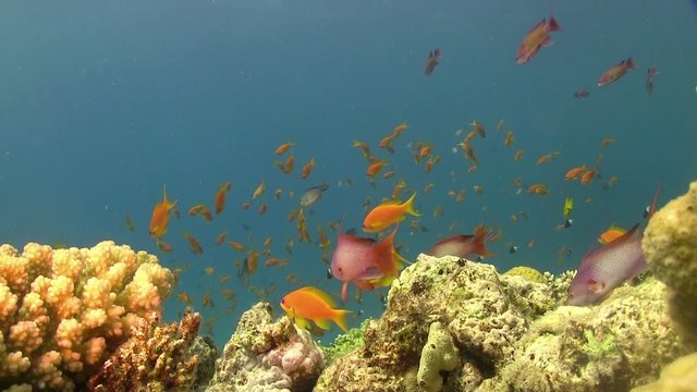 Colorful Fish on Vibrant Coral Reef, static scene, Red sea
