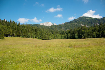 Fototapeta na wymiar Prairie des Riondettes (Chartreuse / Isère)