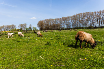 Obraz premium Ziegen