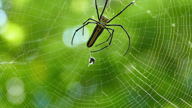 Spider on the web macro 4k
