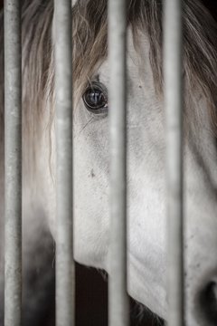 Horse hidden in a stall