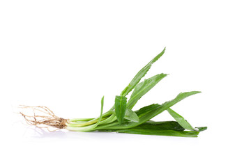 long coriander leaves on white background