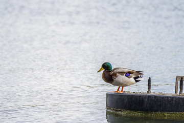Canard regarde le lac