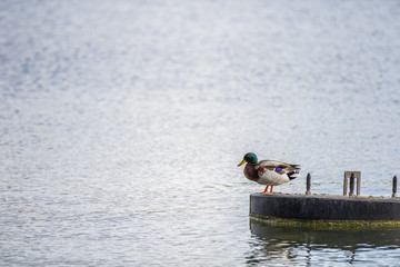 Canard regarde le lac