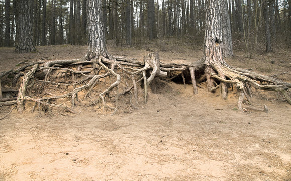 Pine trees roots out of soil in forest