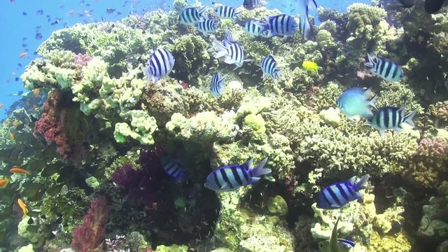 Tropical Fish on Vibrant Coral Reef, Red sea
