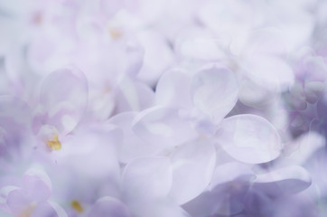 Abstract floral background