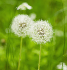 Dandelion flower