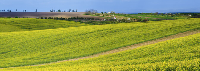 Fototapeta na wymiar Rapeseed yellow fields in spring