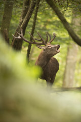 Cerf forêt