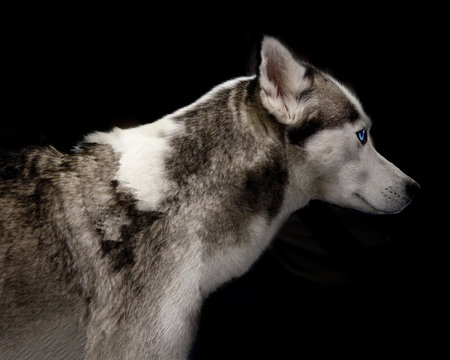 Polarhund Stock Photo | Adobe Stock