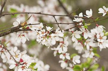 Plum flowers