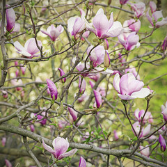 Fototapeta na wymiar Magnolia flowers