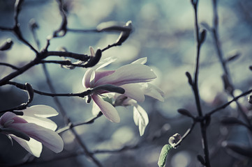 Magnolia flowers