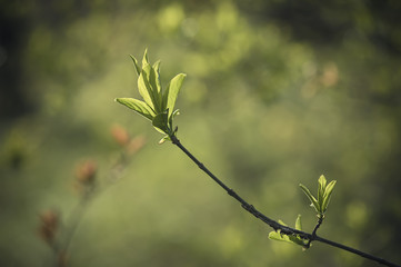 Sunny green leaves