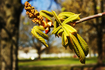 Young leaves of chestnut