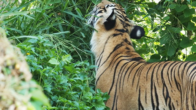 Indochinese Tiger eating grass.