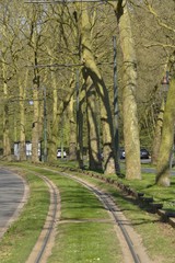 Rails de tram sous les vieux marronniers du Boulevard 
