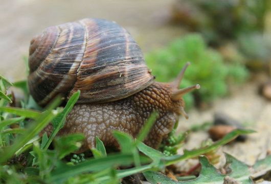 Snail on green garden