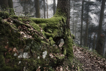 Nebel im Schwarzwald