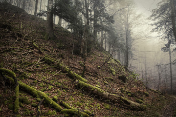 Obraz premium Nebel im Schwarzwald