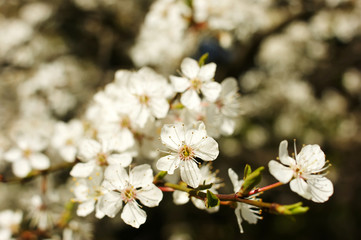 white cherry blossoms
