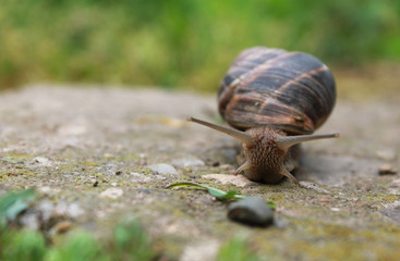 Snail on green garden