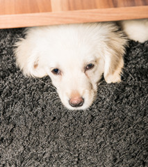 Golden Retriever Welpe schaut traurig (canis)