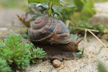 Snail on green garden