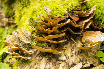 Hongos Trametes Versicolor
