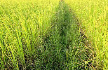 rice field