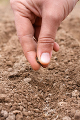 hand planting seeds in soil