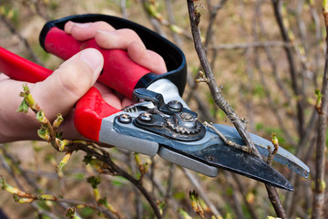 pruning black current with secateurs