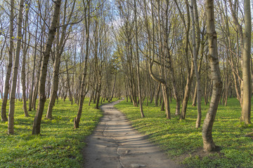 Fototapeta na wymiar The path in the spring aspen grove