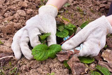 removing old leaves from the strawberries