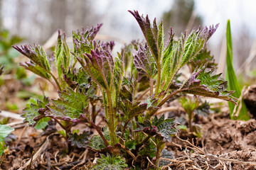 young nettle