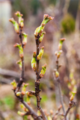 Currant twig with young leaves