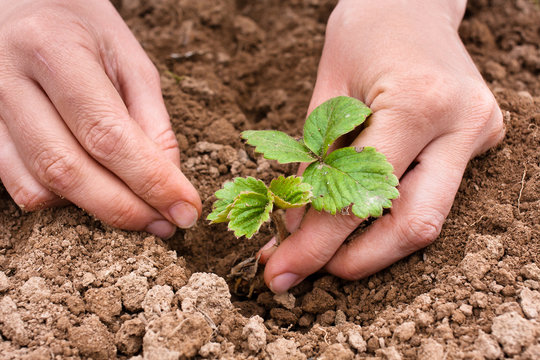 hands planting strawberry seedling