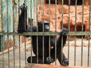 Monkey in a cage