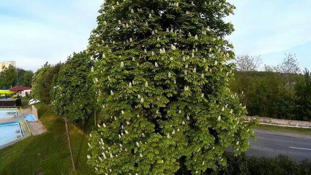 chestnut tree in bloom